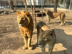 -北京野生动物园