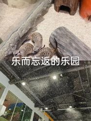 -Mr·Kuma酷么先生雪之乐园