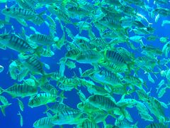 -合肥海洋世界