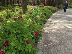 -洛阳市隋唐城遗址植物园