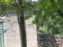 -都江堰中华大熊猫苑