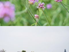 -荷兰花海