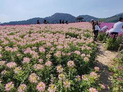 -径山花海