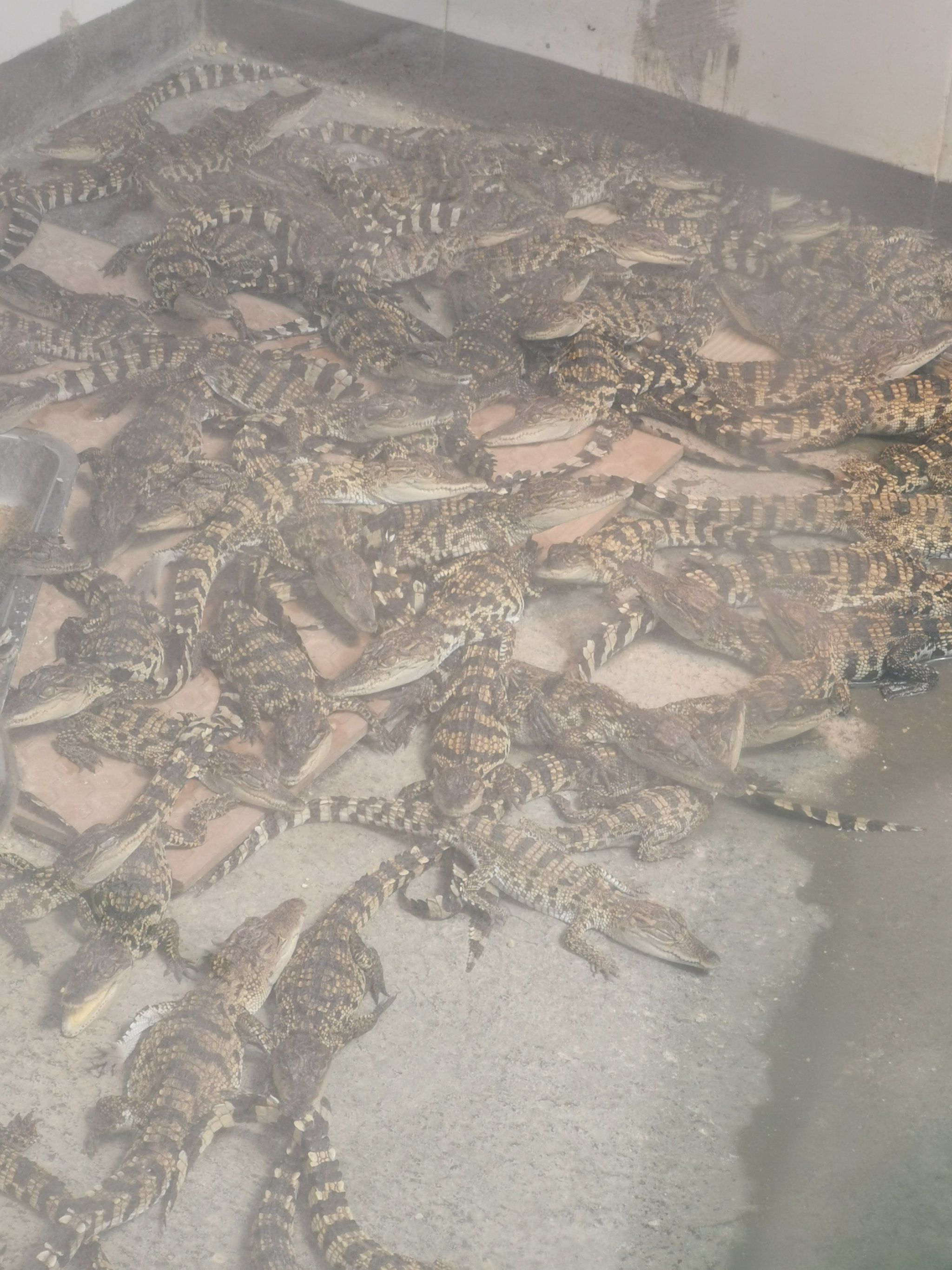这里是一个私人的鳄鱼养殖基地
停车挺方便的
距离兴隆的南洋风味