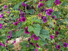 -前小桔亲子创意农场·草莓采摘·露营烧烤