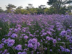 -深圳湾公园(南山区)