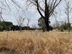 -白鹭湾湿地公园