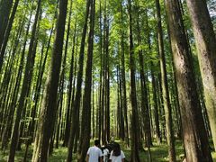 -武陵山森林公园