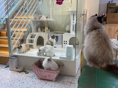 -喵喵咪呀布偶猫咖(春熙路店)