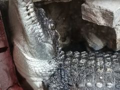 -上海大自然野生昆虫馆(东方明珠·爬宠昆虫探索中心)