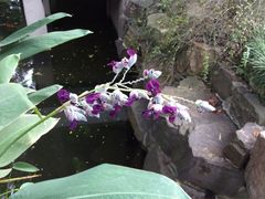 -檀园