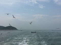 -长岛万鸟岛