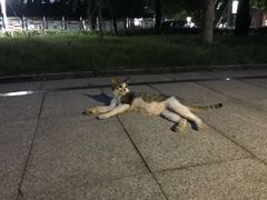 -上海科学技术职业学院