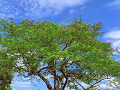 -中国科学院西双版纳热带植物园