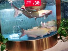 -蜀滋香鲜鱼美蛙火锅(339店)