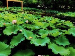 -陈家山荷花公园