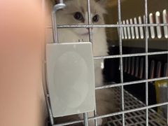 -守诺宠物医院·眼科· 特色牙科·异宠专科(虹口店)