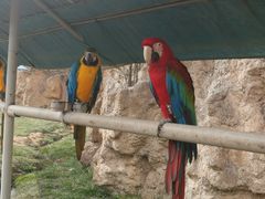 -西霞口神雕山野生动物世界