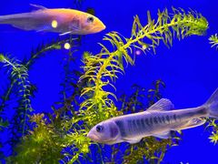 -上海海洋水族馆