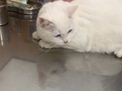 -米苏动物医院·犬猫专科·骨科外科内窥镜