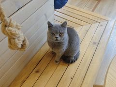 -猫的茶·猫咖