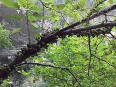 android_upload_pic-华蓥山天意谷景区