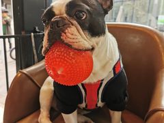 -Oh My Dog宠物沙龙(伊珊娜皮毛护理店)