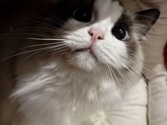 -欣宠猫屋·矮脚拿破仑·蓝金金渐层