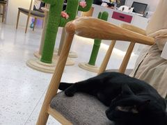 -喵园·猫主题咖啡厅·撸猫·猫咖(国贸店)