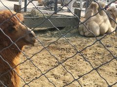 -长白岛森林公园