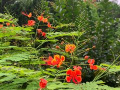 -深圳国际园林花卉博览园