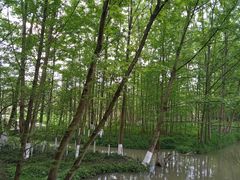 -桤木河湿地公园