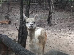 -清迈夜间动物园