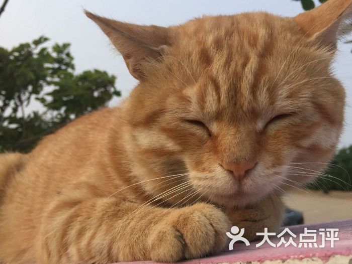 安安宠医(天目山路分院)-图片-常州宠物-大众点评网