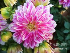 -渔米粥(罗湖店)