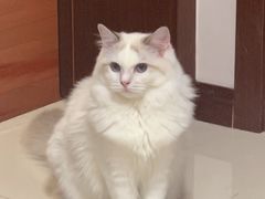 -Bastet sally猫舍购宠(静安店)