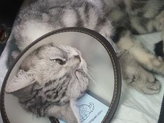 -喜多萌中农锦绣动物医院24H·猫科·牙科MRI·CT