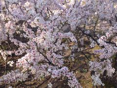 iphone_upload_pic-白塘生态植物园