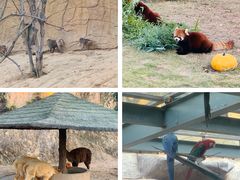 -泉州海丝野生动物世界