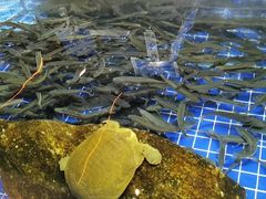 -宝轩渔府·老字号海鲜·正宗津菜(水上店)