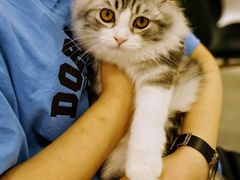 -飞行喵MR PILOT|猫舍·猫咖(静安大融城店)