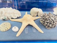 -上海海洋大学鱼文化博物馆(军工路校区)