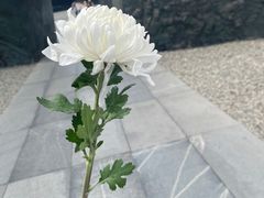 -侵华日军南京大屠杀遇难同胞纪念馆-停车场