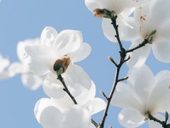 -桃花堤公园