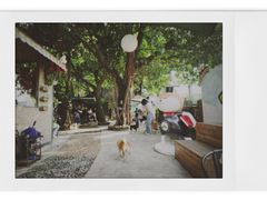 -柴犬高等学院·狗咖·柴犬售卖·宠物训练