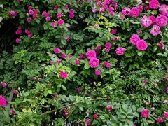 -西山漾湿地公园