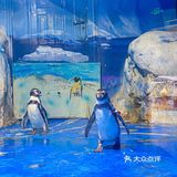 🐬逛浪漫海洋公园，看梦幻飞天游✨