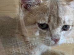 -柚子猫舍·精品猫舍购猫·猫咪认养·购宠·宠物店