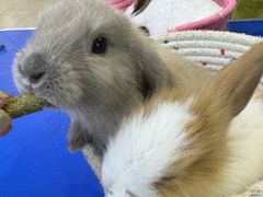 -皇朝万鑫自助餐厅