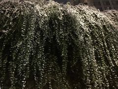 -金陵之星大酒店·中餐厅